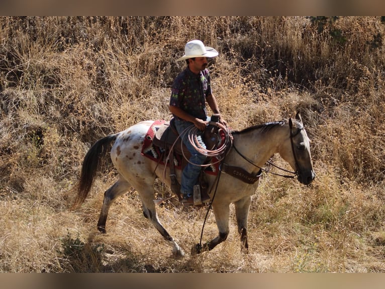 Appaloosa Hongre 14 Ans 135 cm Buckskin in Tres Pinos