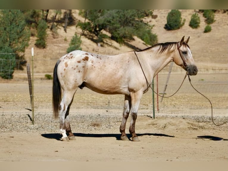 Appaloosa Hongre 14 Ans 135 cm Buckskin in Tres Pinos