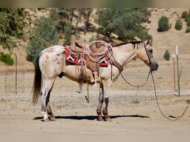 Appaloosa Hongre 14 Ans 135 cm Buckskin in Tres Pinos