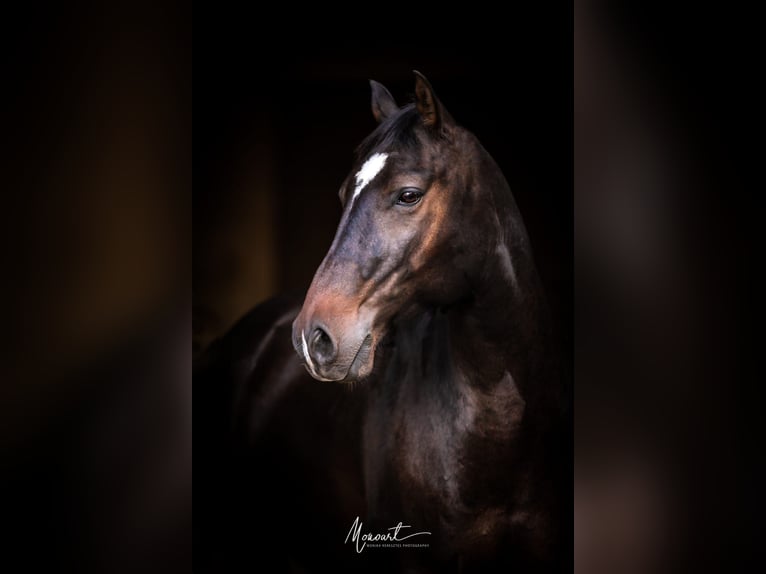 Appaloosa Croisé Hongre 14 Ans 152 cm Bai in Gau-Algesheim