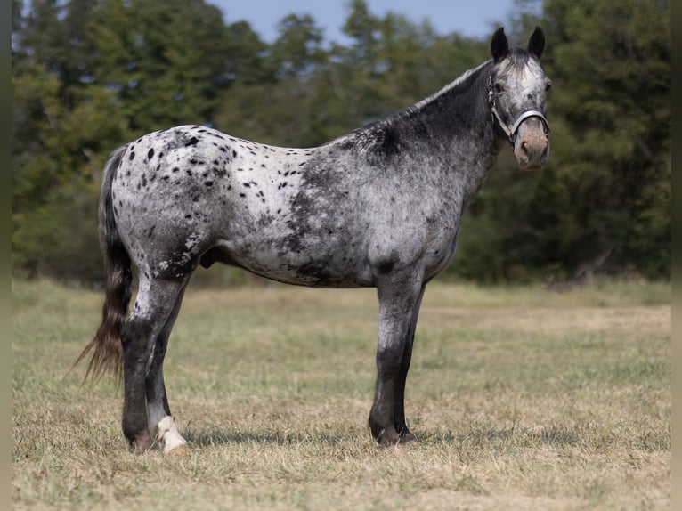 Appaloosa Hongre 14 Ans 152 cm Rouan Bleu in Marble Hill