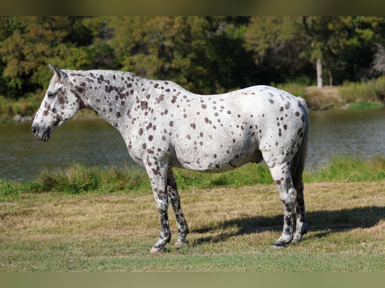 Appaloosa Hongre 14 Ans 152 cm in Forney
