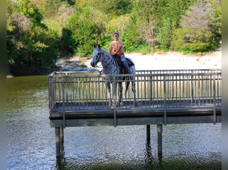 Appaloosa Hongre 14 Ans 152 cm in Forney
