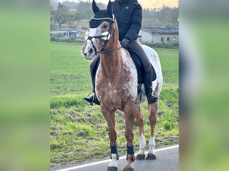 Appaloosa Hongre 14 Ans 159 cm Léopard in W&#xFC;lperode