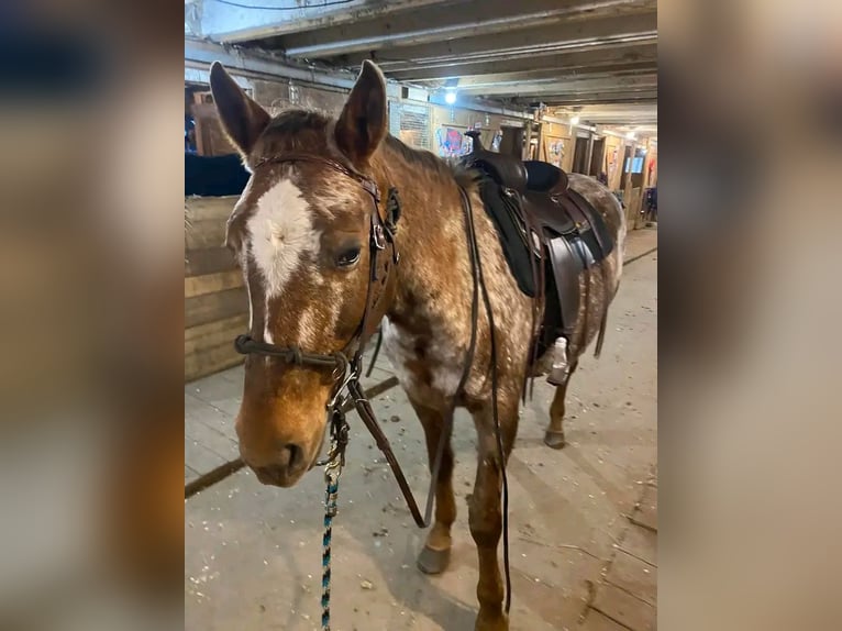 Appaloosa Hongre 14 Ans 163 cm Gris (bai-dun) in Bad Windsheim