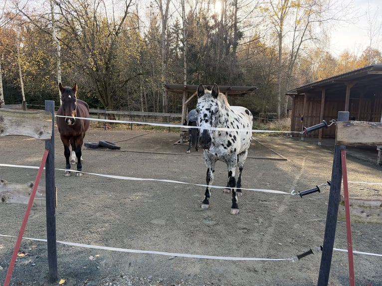 Appaloosa Hongre 14 Ans 163 cm Léopard in Limbach