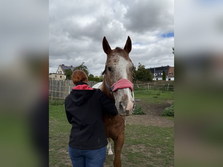 Appaloosa Hongre 14 Ans 164 cm Alezan in Aschersleben