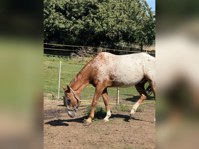 Appaloosa Hongre 14 Ans 164 cm Alezan in Aschersleben