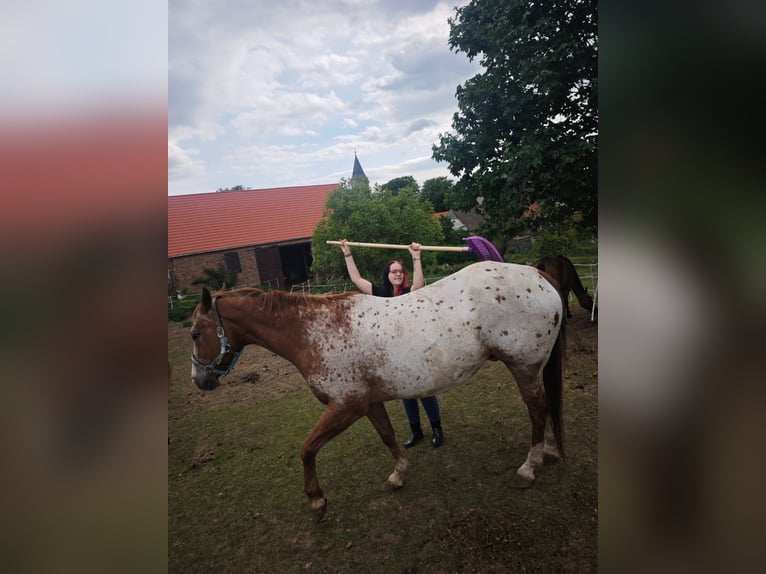 Appaloosa Hongre 14 Ans 164 cm Alezan in Aschersleben