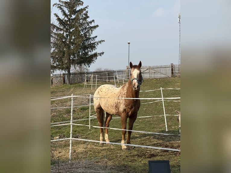 Appaloosa Hongre 14 Ans 164 cm Alezan in Aschersleben