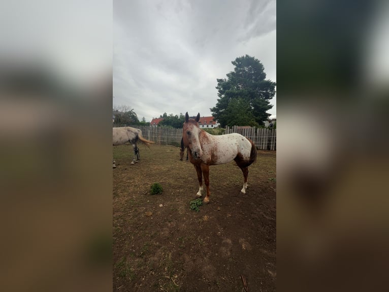 Appaloosa Hongre 14 Ans 164 cm Alezan in Aschersleben
