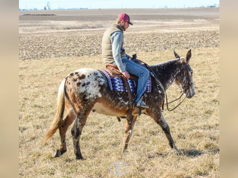 Appaloosa Hongre 14 Ans Alezan cuivré in Van Horn Iowa