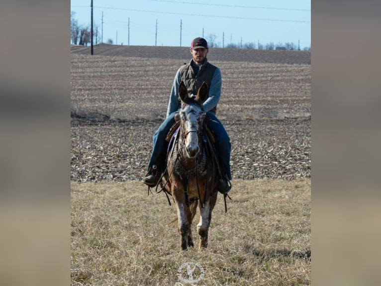 Appaloosa Hongre 14 Ans Alezan cuivré in Van Horn Iowa