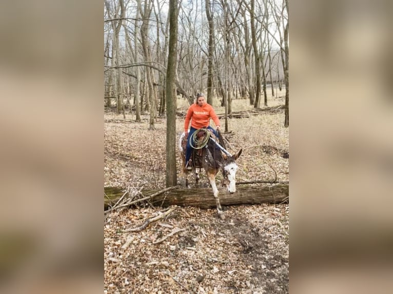 Appaloosa Hongre 14 Ans Alezan cuivré in Van Horn Iowa