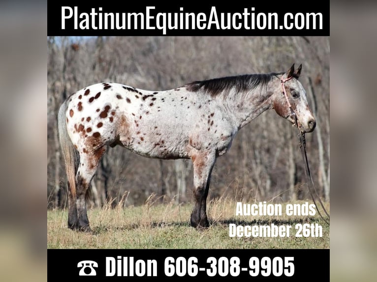 Appaloosa Hongre 14 Ans Bai cerise in Brodhead KY