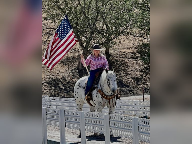 Appaloosa Hongre 15 Ans 142 cm Alezan cuivré in Bitterwater CA