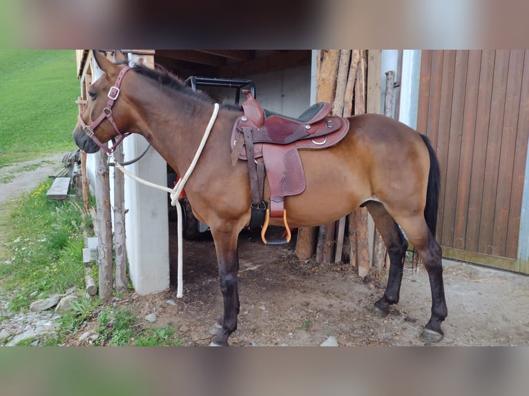 Appaloosa Croisé Hongre 15 Ans 150 cm Bai in Assling