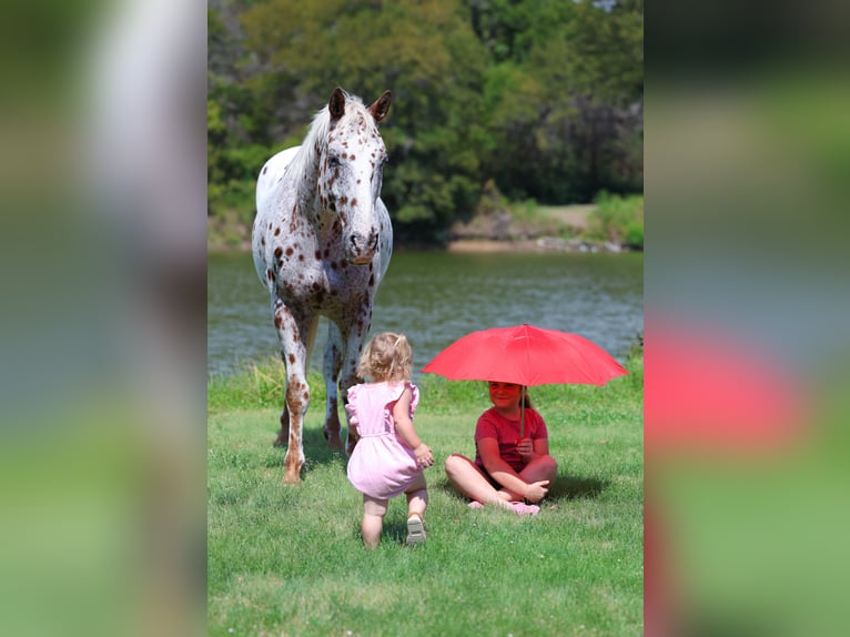 Appaloosa Hongre 15 Ans 152 cm Alezan brûlé in Forney