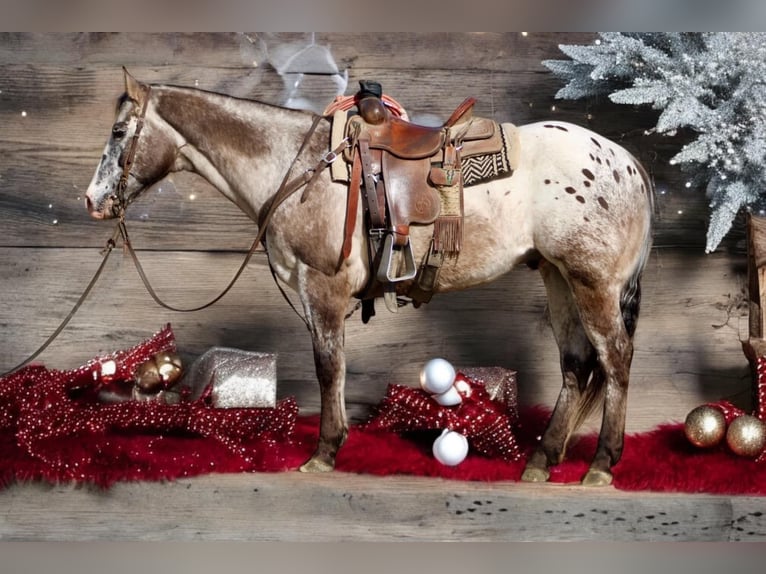 Appaloosa Hongre 15 Ans 152 cm Bai cerise in Paicines CA