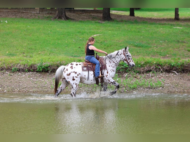 Appaloosa Hongre 15 Ans 152 cm Léopard in Forney
