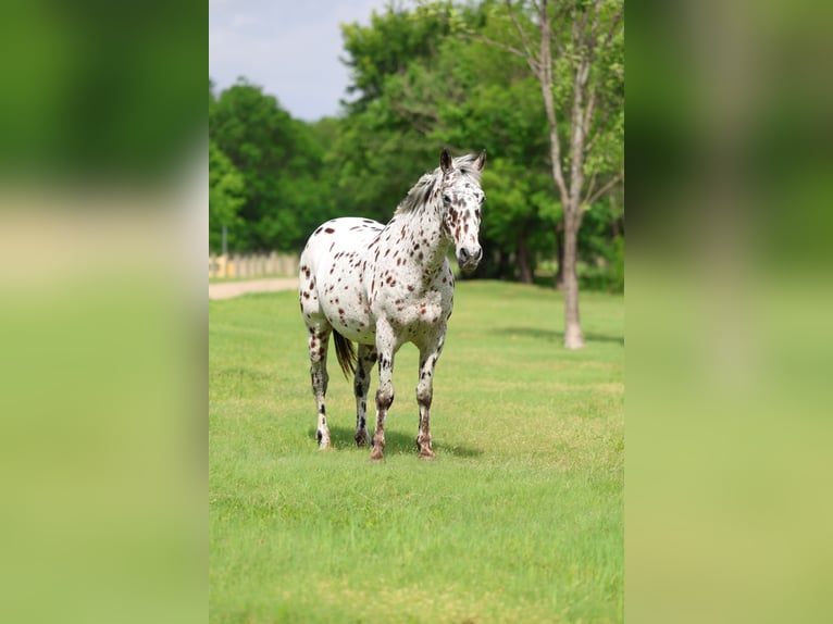 Appaloosa Hongre 15 Ans 152 cm Léopard in Forney