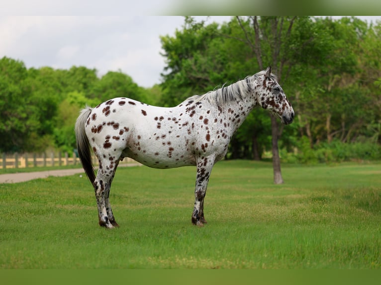 Appaloosa Hongre 15 Ans 152 cm Léopard in Forney