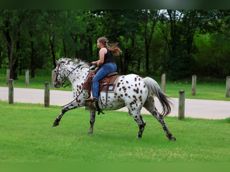 Appaloosa Hongre 15 Ans 152 cm Léopard in Forney