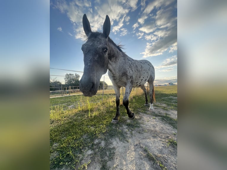 Appaloosa Hongre 15 Ans 155 cm Léopard in Hattersheim