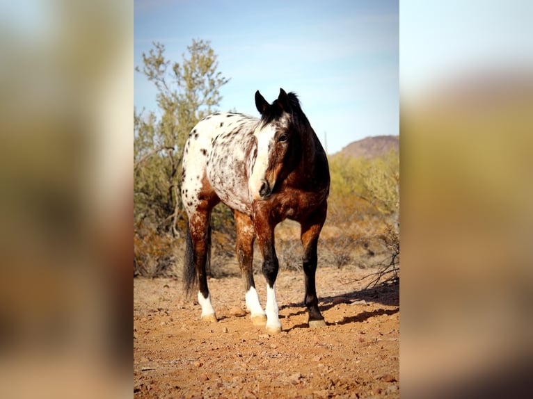 Appaloosa Hongre 15 Ans 155 cm in Marana, AZ