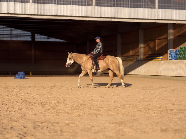 Appaloosa Hongre 15 Ans 157 cm Palomino in Rot an der Rot