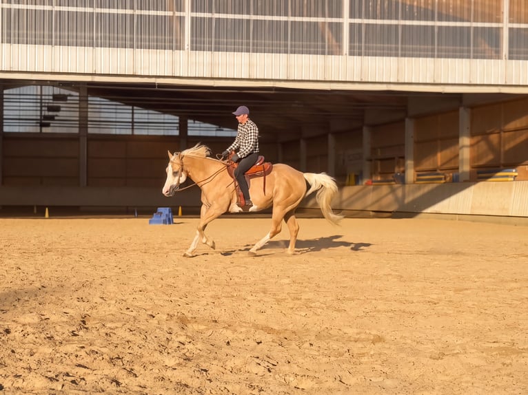 Appaloosa Hongre 15 Ans 157 cm Palomino in Rot an der Rot