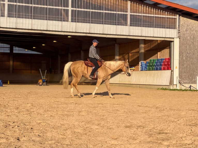 Appaloosa Hongre 15 Ans 157 cm Palomino in Rot an der Rot