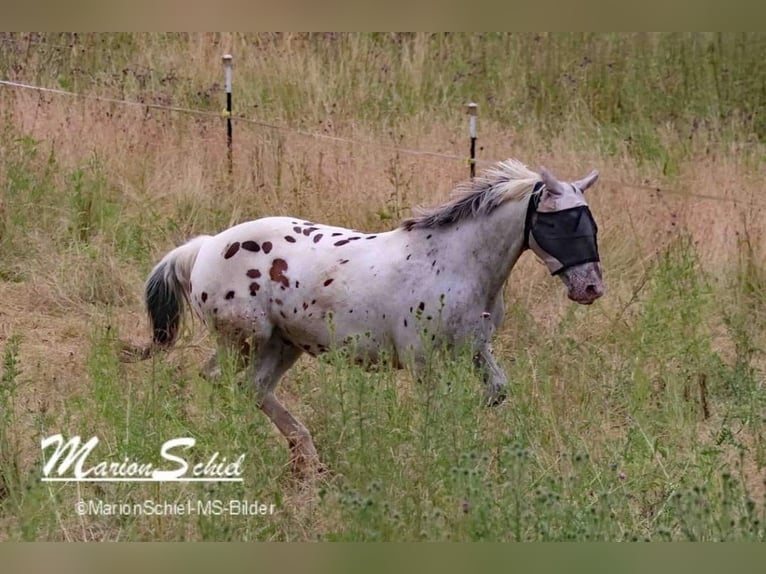 Appaloosa Hongre 15 Ans 163 cm Léopard in Nastätten