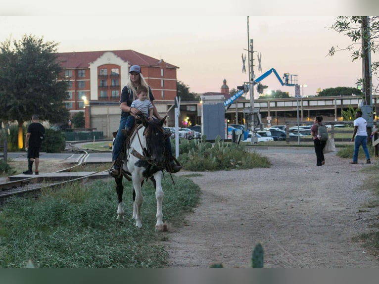 Appaloosa Hongre 15 Ans Tobiano-toutes couleurs in Stephenville TX
