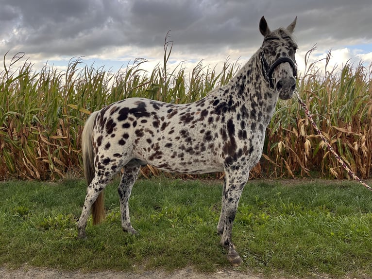 Appaloosa Croisé Hongre 16 Ans 146 cm Léopard in Drensteinfurt