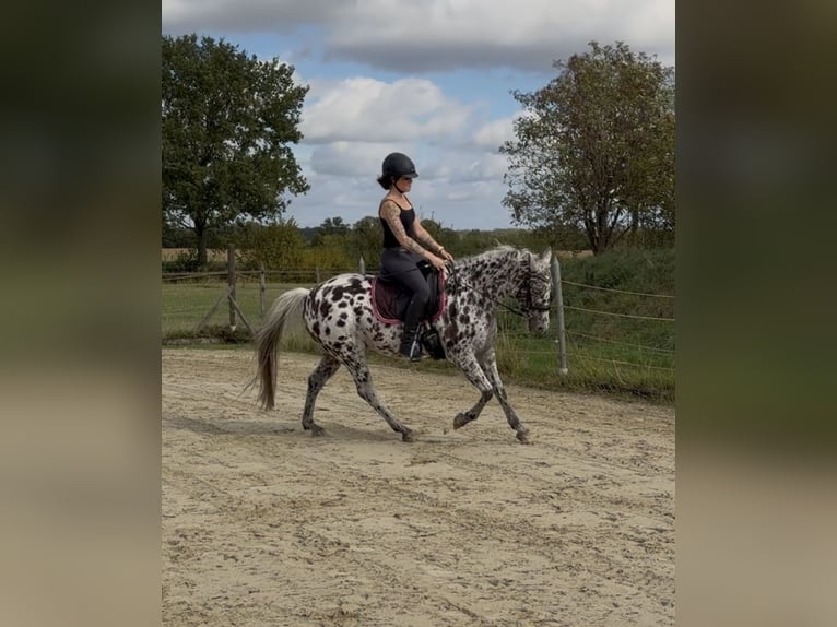 Appaloosa Croisé Hongre 16 Ans 146 cm Léopard in Drensteinfurt