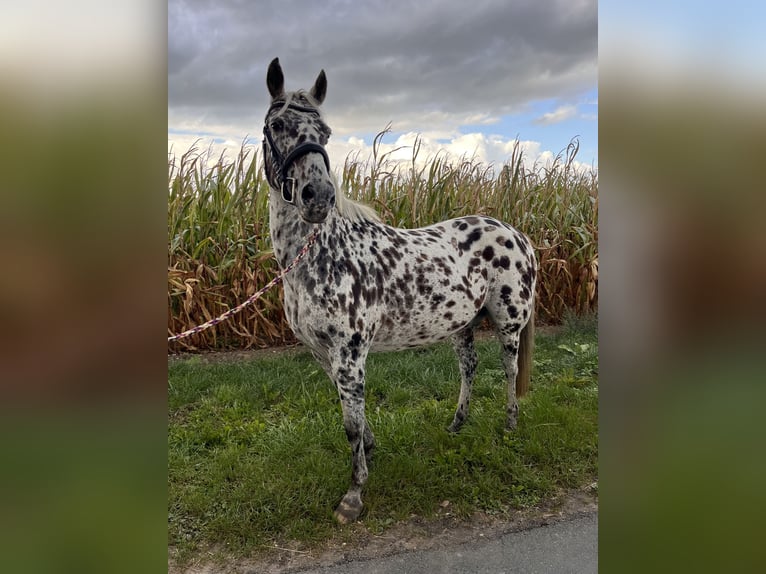 Appaloosa Croisé Hongre 16 Ans 146 cm Léopard in Drensteinfurt
