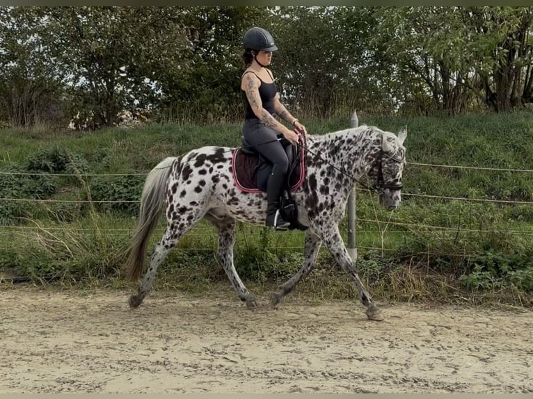 Appaloosa Croisé Hongre 16 Ans 146 cm Léopard in Drensteinfurt