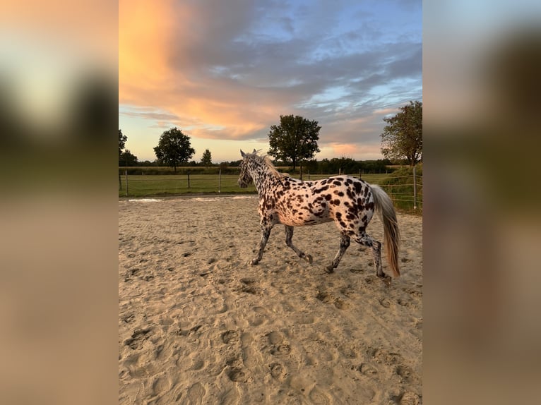 Appaloosa Croisé Hongre 16 Ans 146 cm Léopard in Drensteinfurt