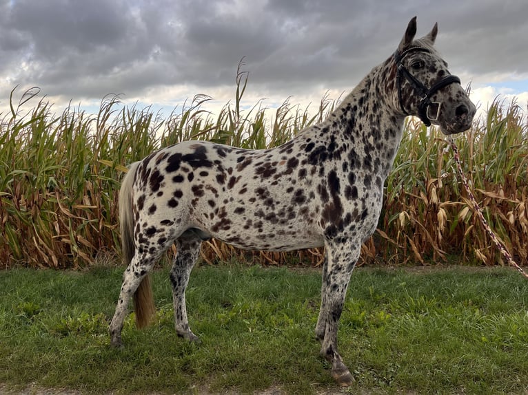Appaloosa Croisé Hongre 16 Ans 146 cm Léopard in Drensteinfurt