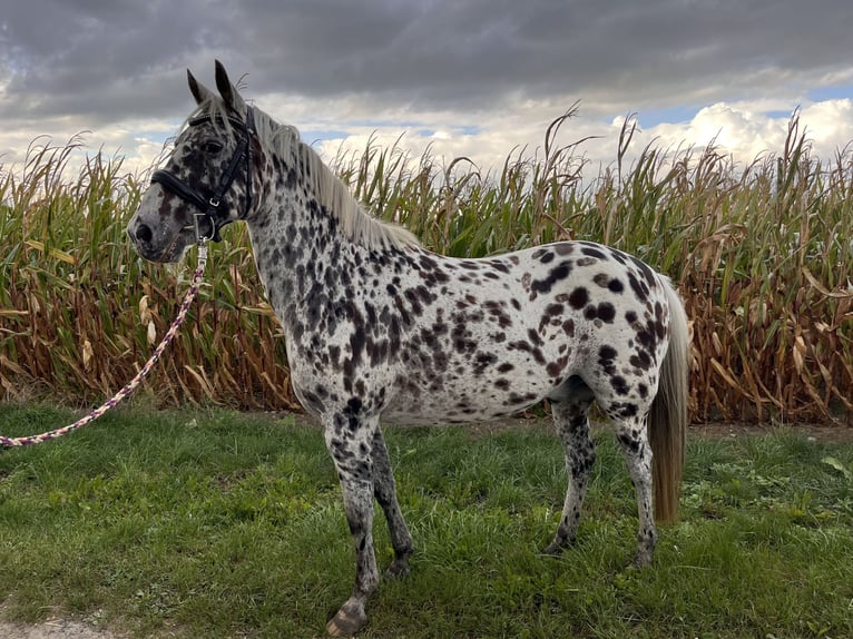 Appaloosa Croisé Hongre 16 Ans 146 cm Léopard in Drensteinfurt