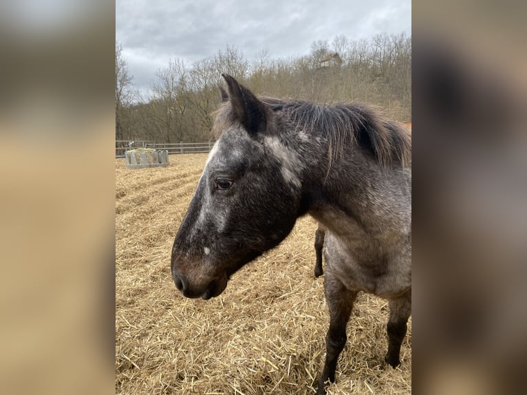 Appaloosa Hongre 16 Ans 150 cm in Naumburg