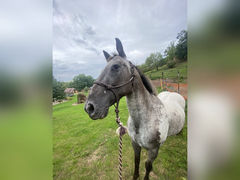 Appaloosa Hongre 16 Ans 150 cm in Naumburg