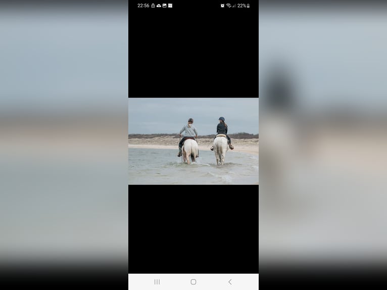 Appaloosa Croisé Hongre 16 Ans 153 cm Léopard in De Heurne