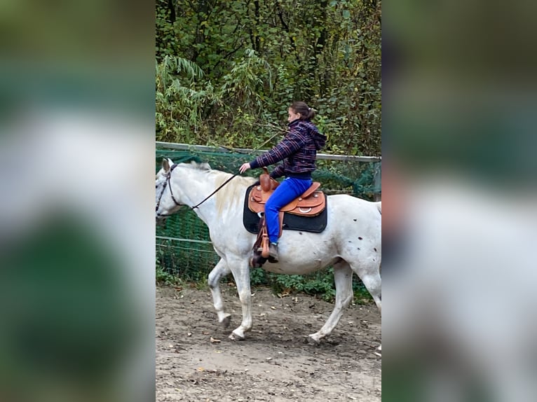 Appaloosa Croisé Hongre 16 Ans 154 cm Léopard in PollingPolling
