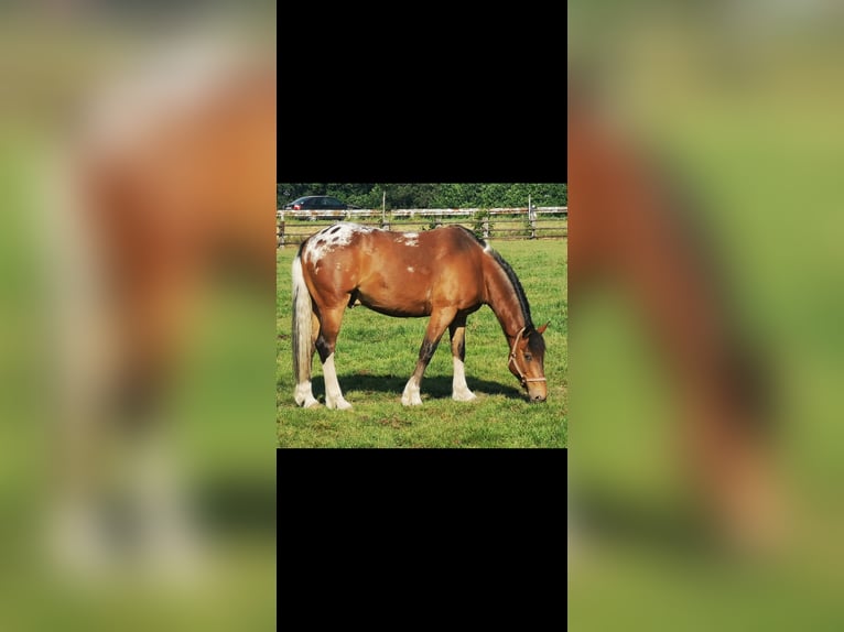 Appaloosa Croisé Hongre 16 Ans 155 cm  in Oberhausen