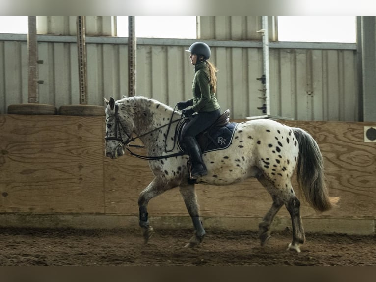 Appaloosa Croisé Hongre 16 Ans 160 cm Léopard in Leutenbach