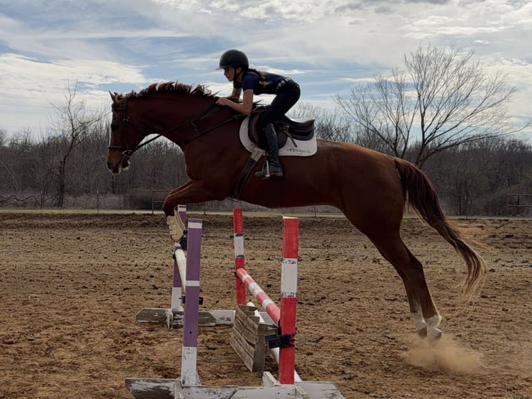 Appaloosa Hongre 16 Ans 173 cm Alezan brûlé in Cleburne