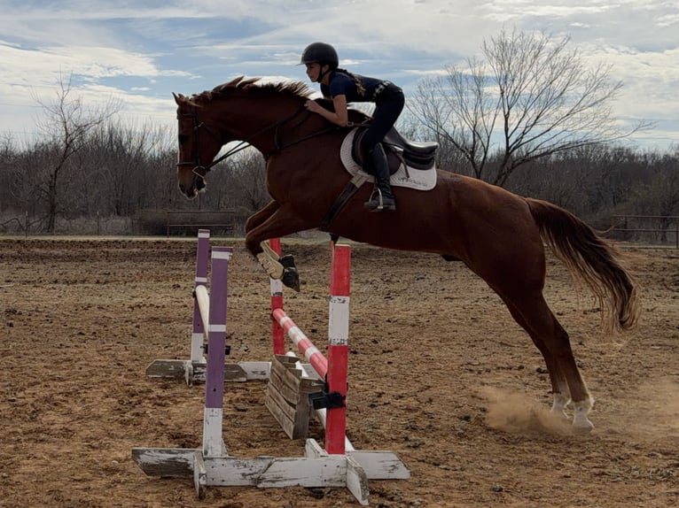 Appaloosa Hongre 16 Ans 173 cm Alezan brûlé in Cleburne