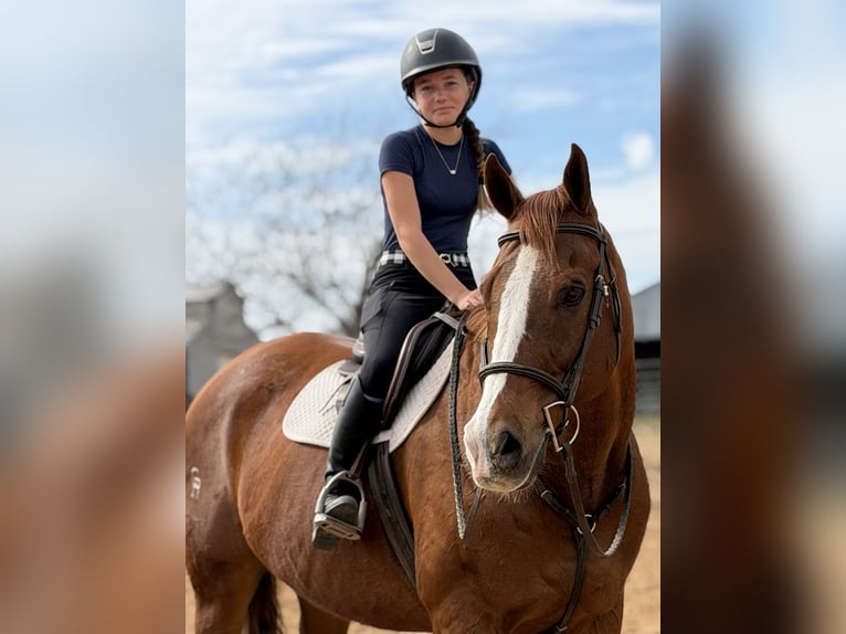 Appaloosa Hongre 16 Ans 173 cm Alezan brûlé in Cleburne